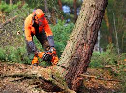 Best Firewood Processing and Delivery  in Fredonia, NY