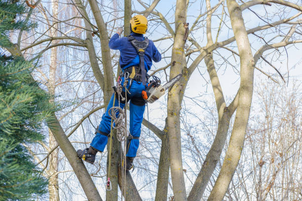 How Our Tree Care Process Works  in  Fredonia, NY