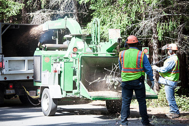 Best Arborist Consultation Services  in Fredonia, NY