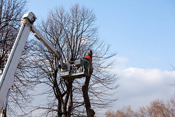 Best Storm Damage Tree Cleanup  in Fredonia, NY