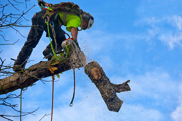 Leaf Removal in Fredonia, NY